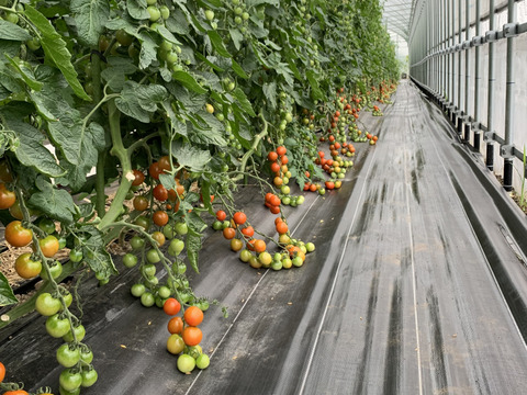 青森県板柳町産高糖度ミニトマト　栞