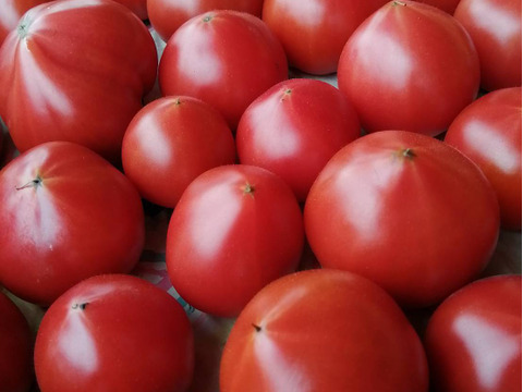 【高糖度】甘くて贅沢なフルーツトマト！約1キロ