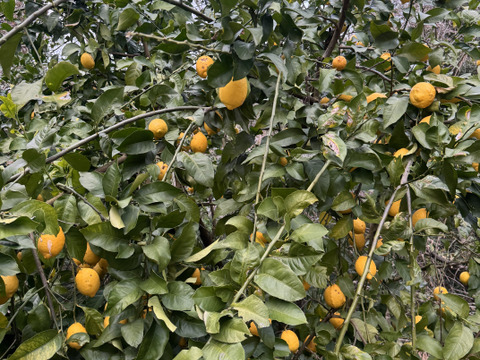 農薬不使用　レモン2ｋｇ箱込み
和歌山県産　ユーレカ【防腐剤・ワックス不使用】