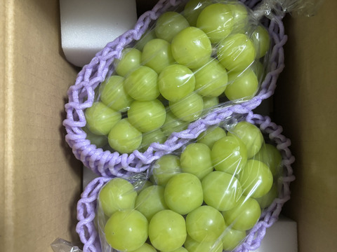 🟢再販🟢人気NO.1商品！！2025年★1.1〜1.2㎏ 2房★種なしシャインマスカット★朝どれ　９月上旬より順次発送！生産量日本一の山梨県産★通常配送　沖縄県 北海道注文不可