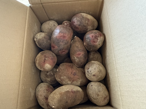 北海道産グランドペチカ5