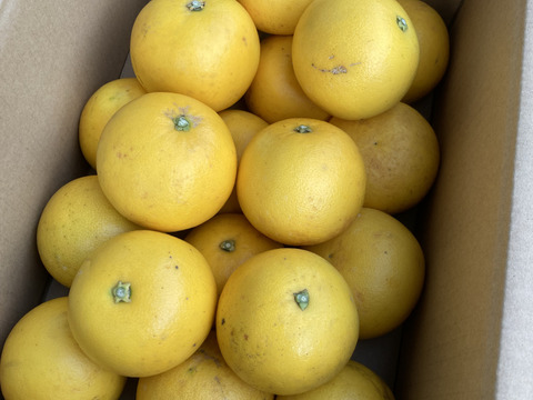 珍しい！国産グレープフルーツ5㎏【化学肥料不使用/農薬使用30％未満】