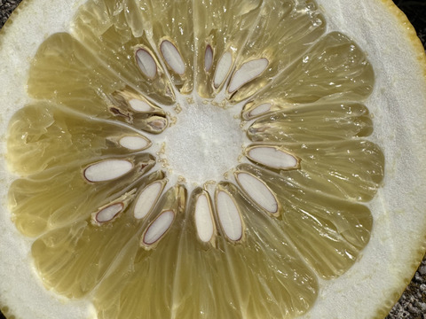 オオタチバナ（サワーポメロ）