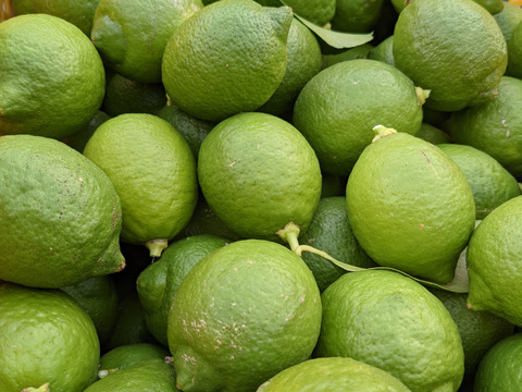 大崎上島産無農薬栽培グリーンレモン1 5kg 広島県産 食べチョク 農家 漁師の産直ネット通販 旬の食材を生産者直送