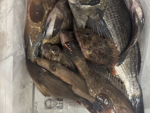 小豆島の海の恵み。旬のお魚お任せ鮮魚ハーフセット（５～７匹）