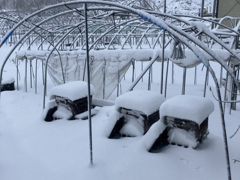 やさしい甘さの百花蜜（500g）
2025年産