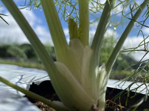 セロリより爽快な香りと甘み！　スティックタイプフェンネル　1kg