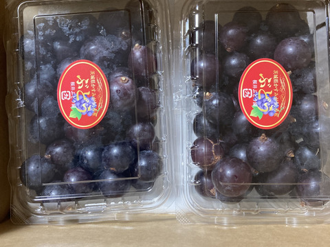 🉐天候被害訳アリ・ご家庭用向き🉐
🌿🍇🌿　　巨峰の粒ﾊﾟｯｸ　🌿🍇🌿
🔴訳有り品/粒状2Ｐ入計900ｇ位🔴
