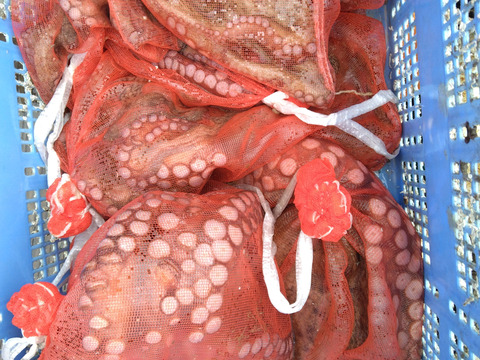 豊後マダコ  ３kg