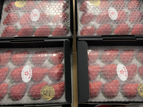 ☆4箱セット【 いちご博2024総合大賞】新鮮完熟やよいひめ（約400g）×4箱