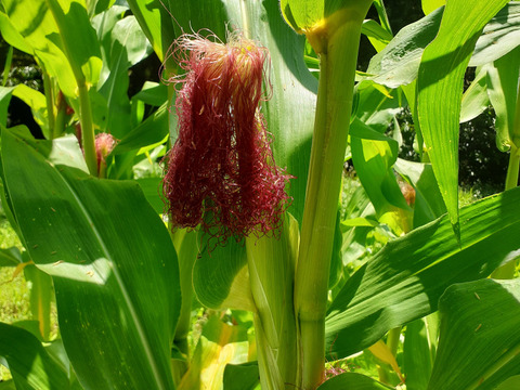 【春休みSale】まあるくはじける☆ポップコーン（バラ500g）　ビールのおともに・こどものおやつに