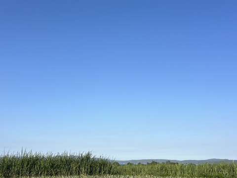 【希少】樹上完熟ピーチパイン2〜3玉🍑🍍(2kg〜)