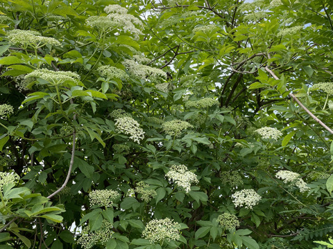エルダーフラワー 600g  自然農栽培 5月半ばからご予約順に順次発送いたします。
フラワーウォーターフラワーコーディアル、シロップなどに。
