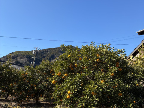 爽やか！静岡県産・甘夏みかん　5kg