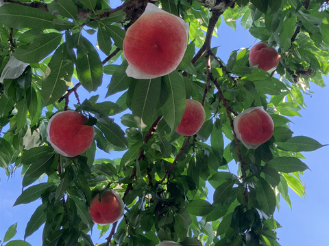 朝採り新鮮！山梨の桃　3kg