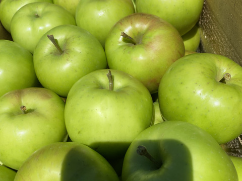 [限定]真夏にシャキッと！りんご界のトップバッター夏緑！3キロ
