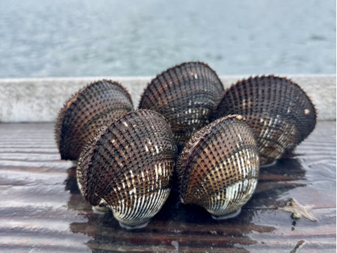 天然活赤貝！周防大島産！大中サイズセット