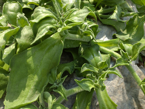 【まとめ買い用】アイスプラント 一本