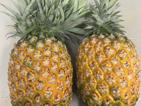 【早い者勝ち】完熟ゴールドバレル2玉(一冠、多冠混合)🍍🍍3kg〜