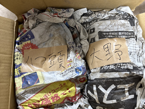 【自然栽培】里芋２種類食べ比べセット！栗のようにホクホク甘い里芋 八つ頭 ＆ 在来種の里芋 大野在来（大野芋）合計2.5kg