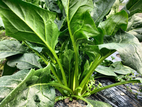 ホウレンソウ【うす紅根っ子、ギシッとした太い軸で野生的！】〈約1.2kg〉