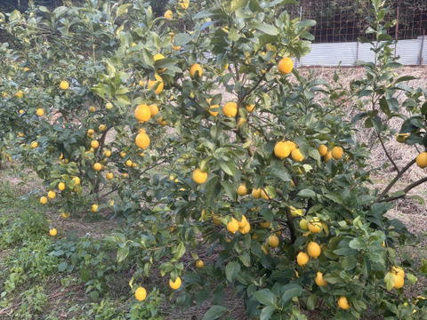 和歌山県産レモン　酸味と香りが強く、ビタミンCが豊富【防腐剤・ワックス不使用】