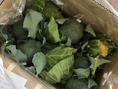 ともちゃんセット（ブロッコリー３つ　&　春キャベツ２つ）