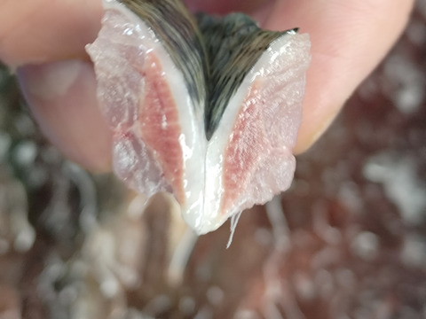 【脂極】凄いわし/突然出現するメタボ鰯/体脂肪質25～35％/1000g前後【冷凍】【大羽】