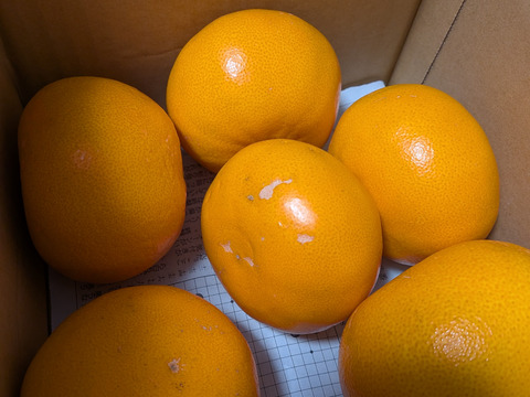 濃熟せとか（大玉３Ｌ４Lクラス）お試し用1.8㎏