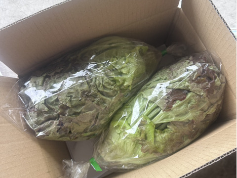 【えぐみが少ない✨】栃木県産サニーレタス（300g×2P入り）【クール便発送】