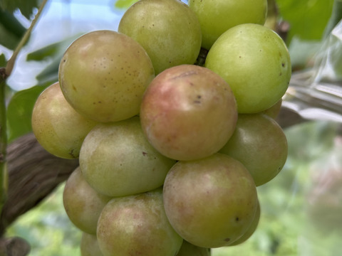 ク①■栽培調整品■【赤ブドウ・ クイーンニーナ】6房入り箱　家庭用　限定5箱