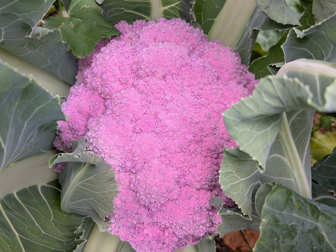 🟣🟡🟢３色セット🟢🟡🟣