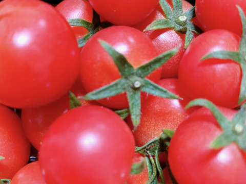 【限定品‼️8月23日発送❗️】ミニトマト　ピンキー、恋味、ミディトマト　リコピンポン‼️食べ比べセット❗️