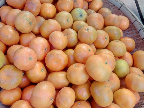 奄美大島原種の希少な赤みかん○お試しご家庭用 1.5kg○酸味と甘味のバランスが絶妙な大変珍しいみかんです。