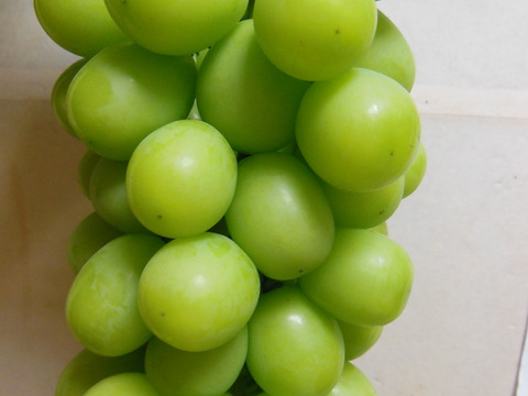 パリッと食感の「シャインマスカット」