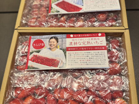 【食べ比べ】お得な大満足の2000g食べ比べセット！人気品種「紅ほっぺ」1000g+静岡限定品種「きらぴ香」1000g or 希少品種「おいCベリー」1000gのどちらかのランダムパック!