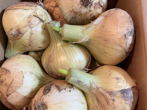 淡路島 新玉ねぎ 甘い 玉葱 3キロ