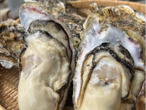 広島産カキ小町（希少品種）殻付き牡蠣 2kg（1年中楽しめる特別な広島かき）