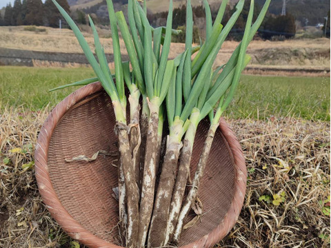 【有機JAS】甘味が乗った！南阿蘇産オーガニック白ネギ（サイズ混合2kg・約25本）