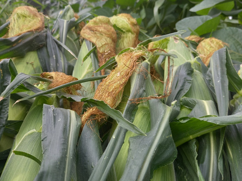 甘い！ホワイトコーン☆雪の妖精　８本