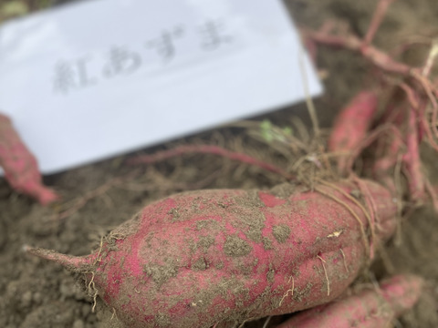 大人気の農薬不使用さつまいも(大小様々)一個一個丁寧に新聞紙で包んで熟成約7本！一本サービスいたします。
【3種類／５㎏】