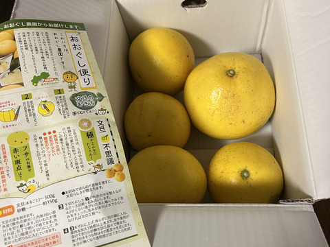 【家庭用3kg】濃厚ジューシー！潮風を浴びた南国高知県育ちの土佐文旦　柑橘みかん　オレンジ