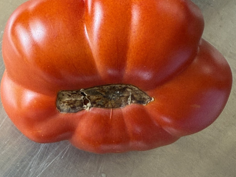 【訳あり】【冷凍】割れあり 完熟イタリアントマト 約4kg 富山県産