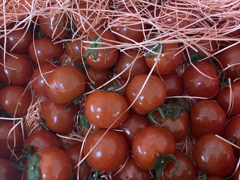 Ⓜ1.2kg《春だ！旬だ！プチぷよだ！》プチぷよ《春の陣》