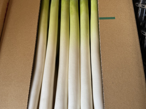 甘い長ネギ　有機肥料栽培　除草剤不使用　群馬県産　20本　2Lサイズ(2cm以上)