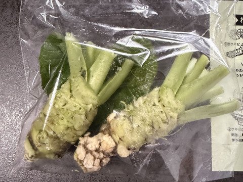 数量限定】安曇野の湧水育ち。安曇野産本生わさび【中サイズ2本約120g