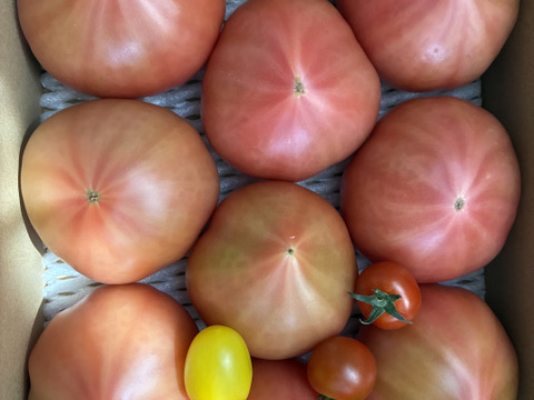 【 100％純トマト🍅】【雪ちゃんトマト】桃太郎トマト（2キロ箱満杯詰め）