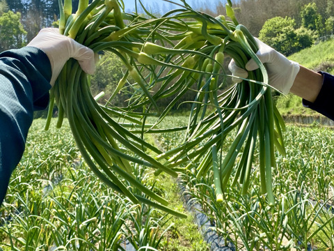 【超貴重】国産にんにくの芽　讃岐平戸　1kg