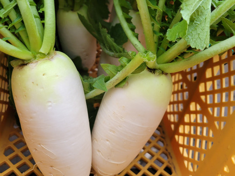 自然栽培認証ミニ大根2キロ