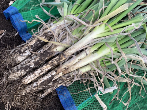 【訳アリ】＊秋田県産秋冬ねぎ＊  5㎏